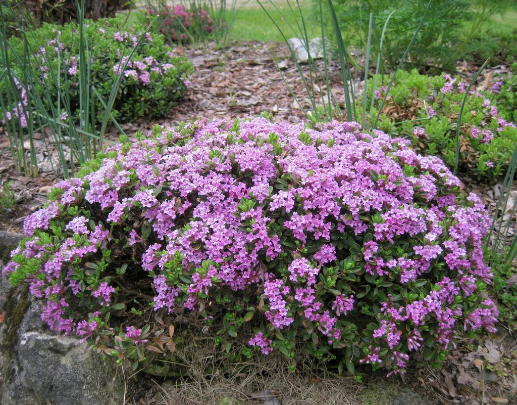 Daphne circassica #1 best